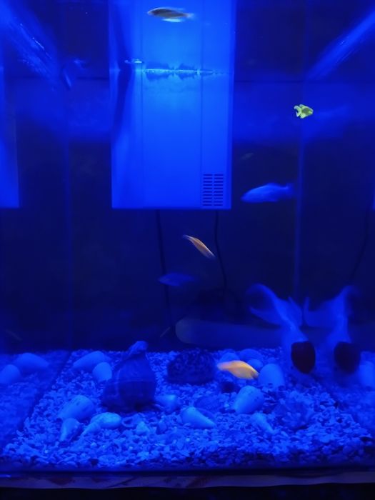 Аквариум 35 литрли