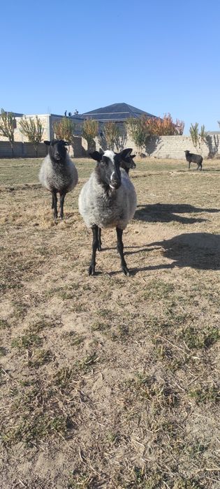 Романовский породали куйлар сотилади