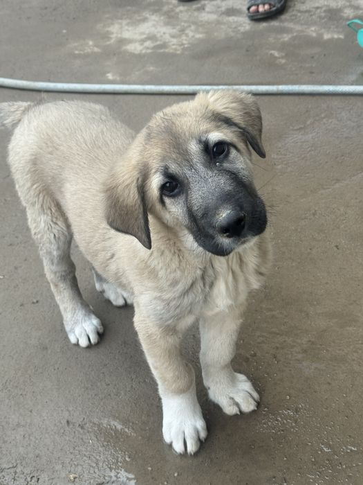 Продам собаку парода алабай it sotiladi zoti alabay