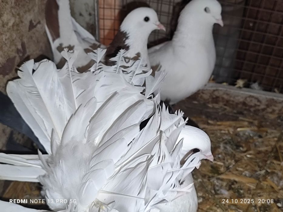 Продам голубей домашних