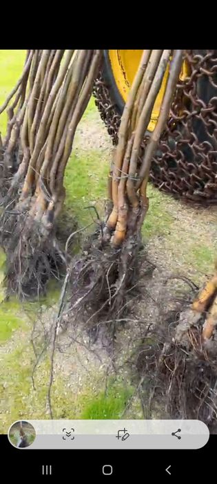 Nuci Chandler altoi.Alun Valcea 22.Kaki Rodie.Paulownia.Nectarin.Tei>R