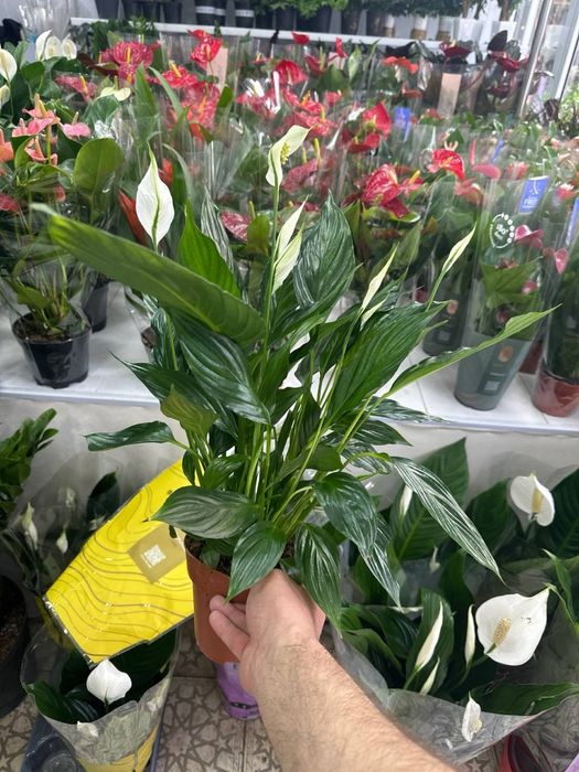 Спатифиллум  женское счастье в огромном ассортименте