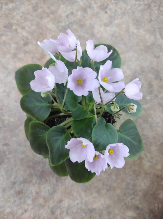 Фиалка Little Rick комнатный цветок