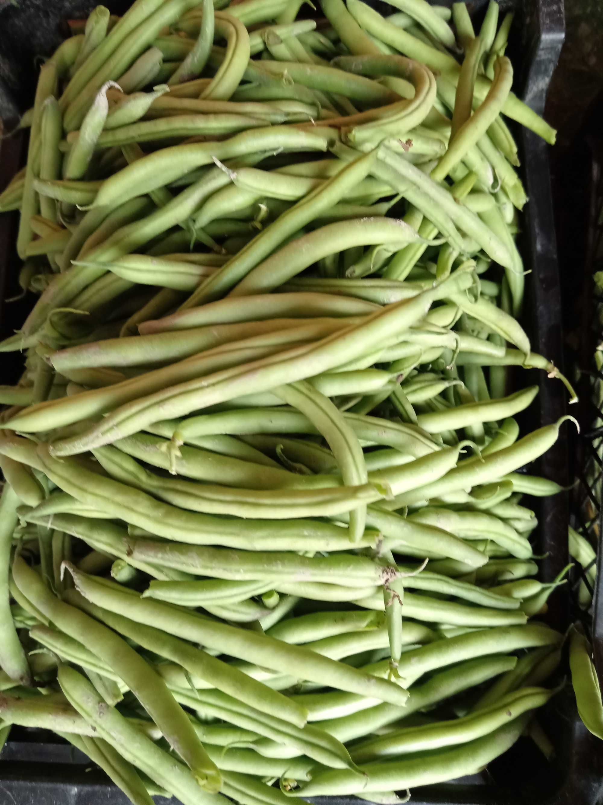 Pastai de vanzare