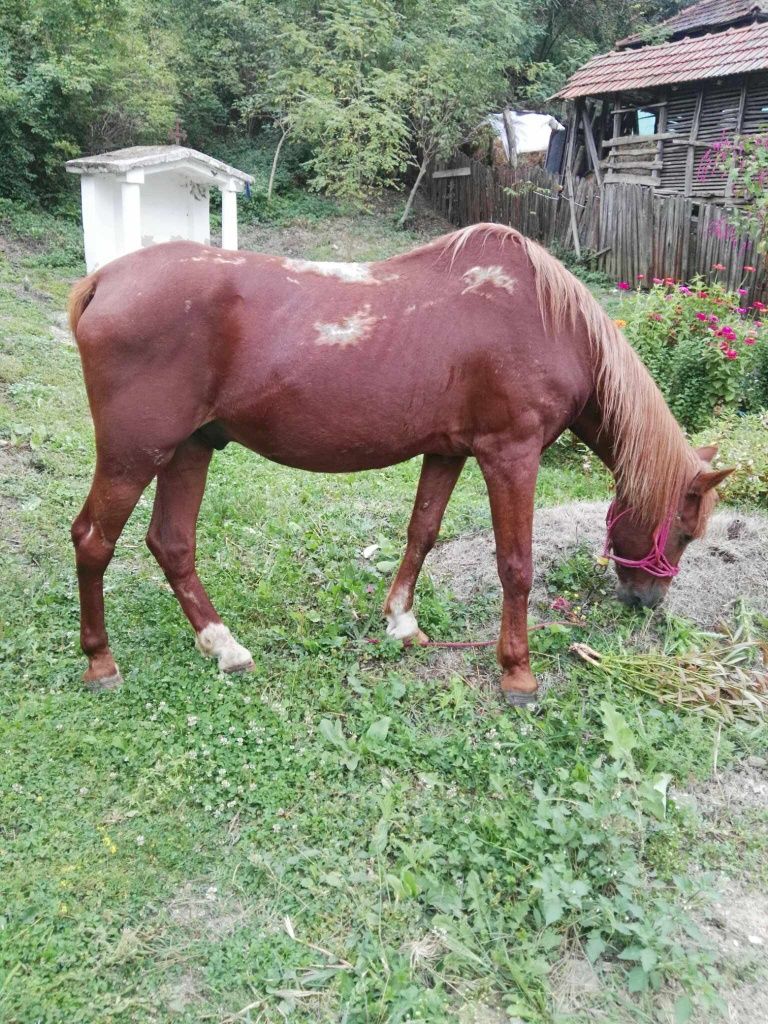 Vând sau schimb cal castrat .