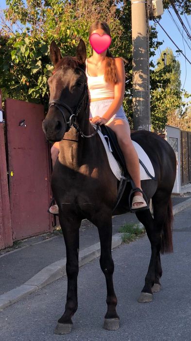 Iapă de vânzare – 3 ani, metis de frizian de vânzare urgent !!
