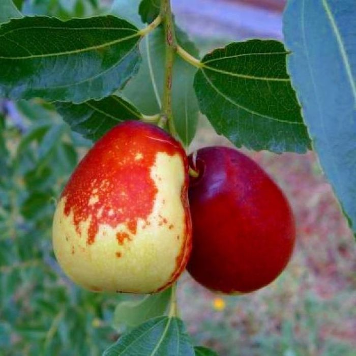 Jujube anul 4 cu fructe  la ghiveci