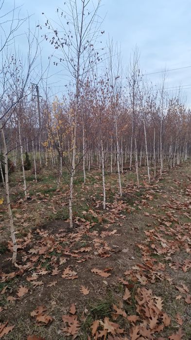 Copaci ornamentali Platan artar mesteacăn