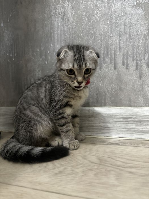 продается котик пародистый висолуха