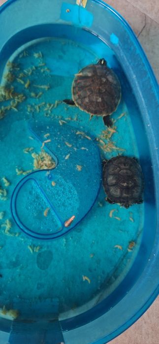 Donez doua broaște țestoase