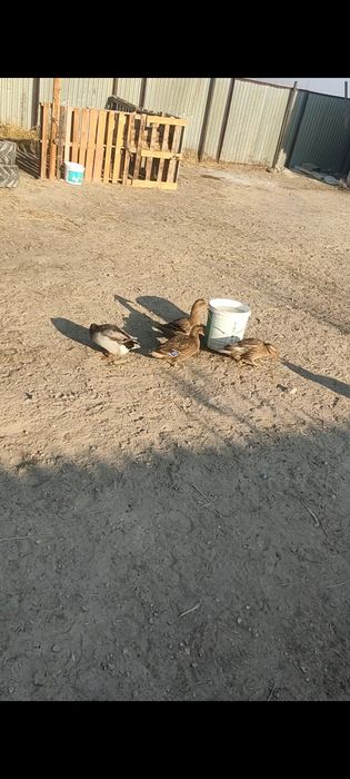 Продам Диких уток 3 утки 1 селезень