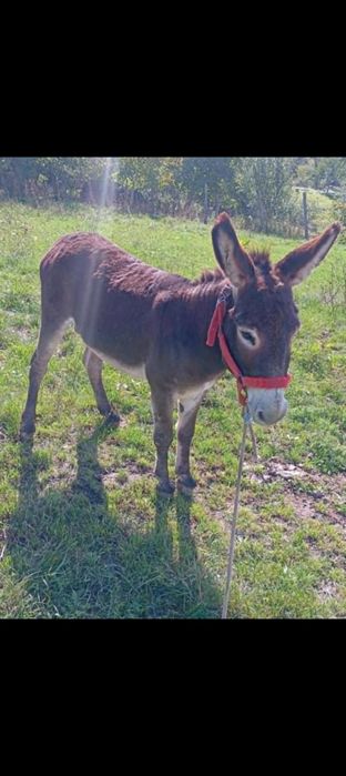 Vând un măgăruș ..