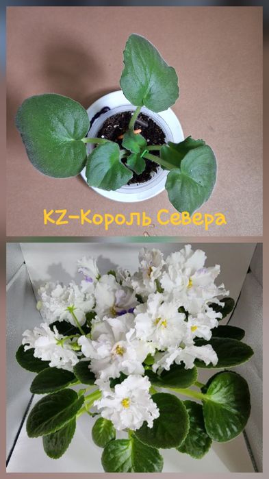 Детки от сортовых сенполий