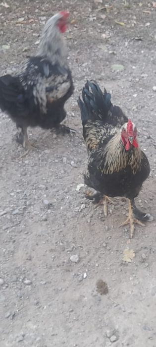 Петух молодой домашний