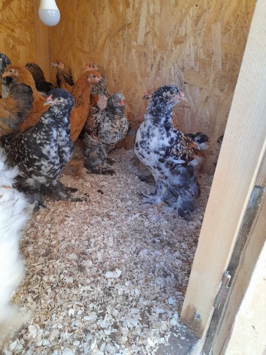 Vind pui brama portelan