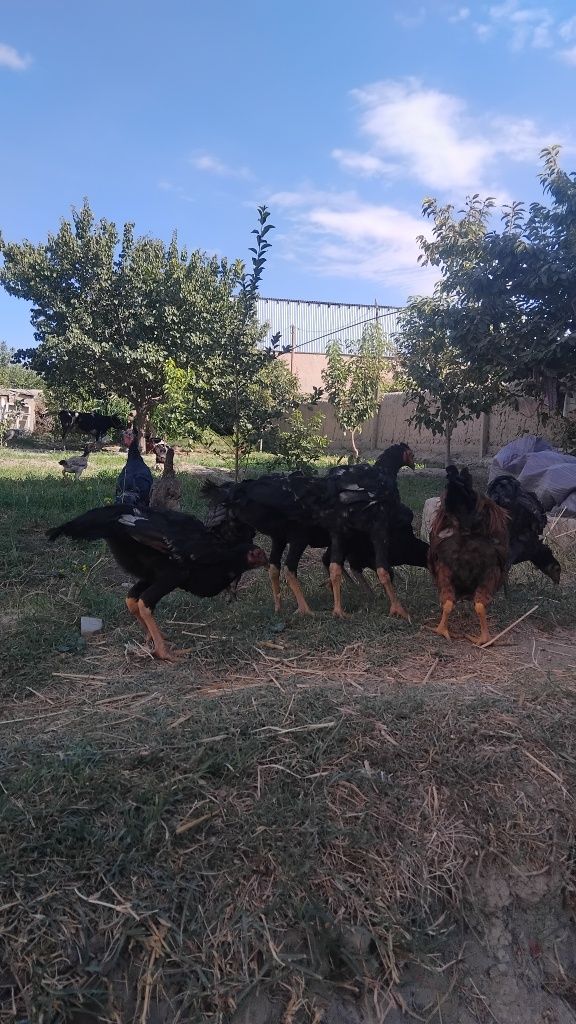 Tovuqlar sotiladi
