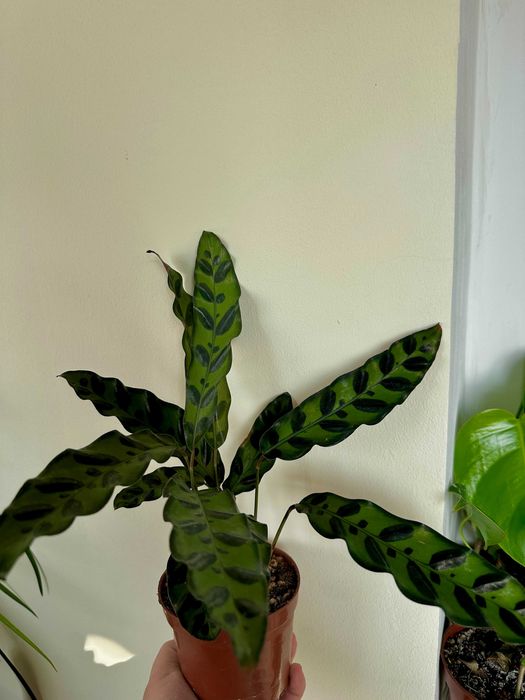 калатея, каланхоэ, крассула