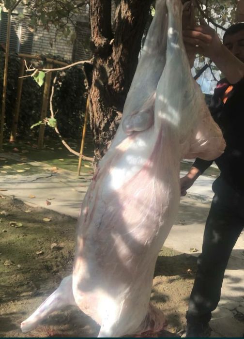 Qurbonlik uchun qoy qassob xizmatlari