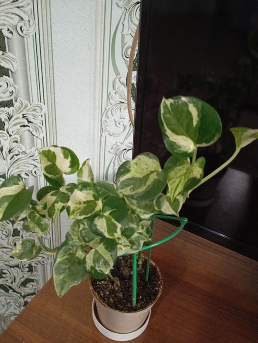 Цветы домашним ухоженные.