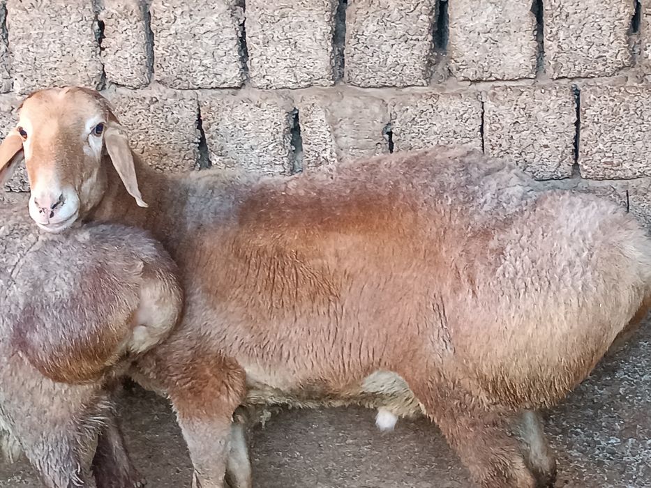 Қурбонликка қўчқорлар бор  хар хил килограмли соғлом