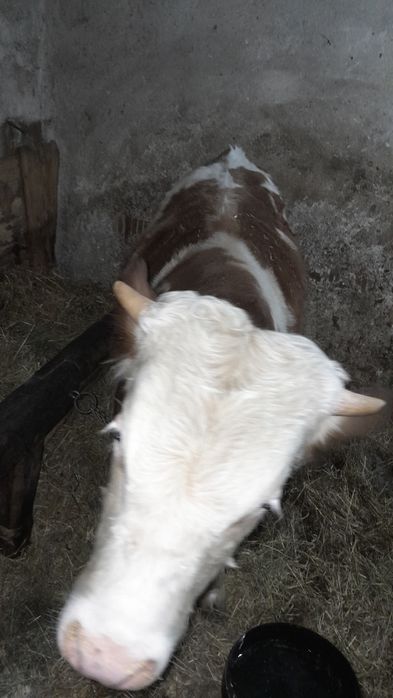 Vând viel pt abatorizare