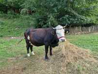 Vaca tanara gestanta