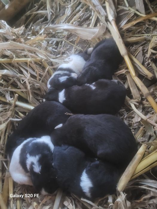 Donez 5 cățelușe și 2 căței