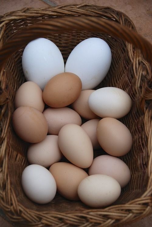 Деревенские яйца, доставка 4-6-7-10 микрорайон,ремзавод,Мясокомбинат