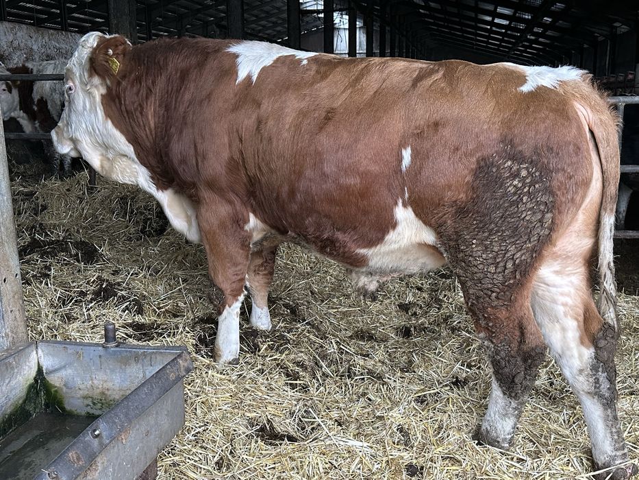 Taur cu certificat de origine