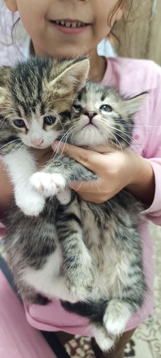 Котята даром отдам