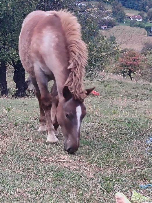 Mânză în vârstă de 7 luni