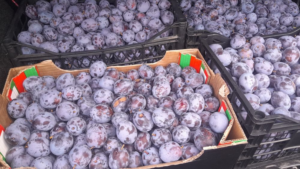 Prune coapte, pentru gem