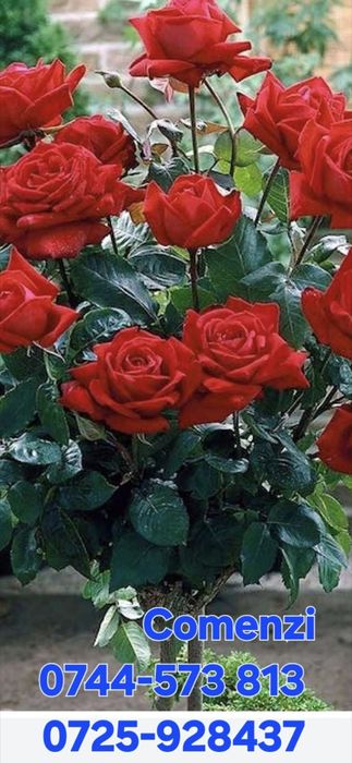 Nuci chandler Cires.Prun.Alun.Paulownia.Tei.Mesteacan.Stejar.Castan.