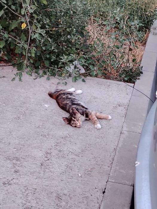 Donez pui de pisică vârstă 3-4 luni