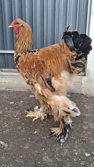 Vând cocoș brahma Columbia pe negru inelat 2025