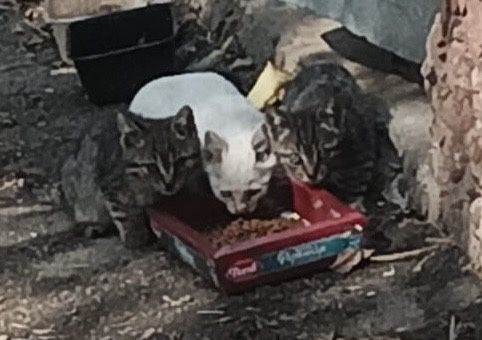 Котят срочно отдам!