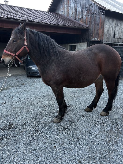 Vand iapa de 8 ani, gestanta