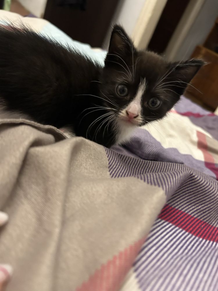 Котята ищут любящих хозяев