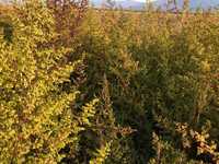 Vand pelinita, pelin dulce (Artemisia Annua) uscata