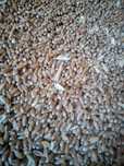 Vând porumb grau triticale