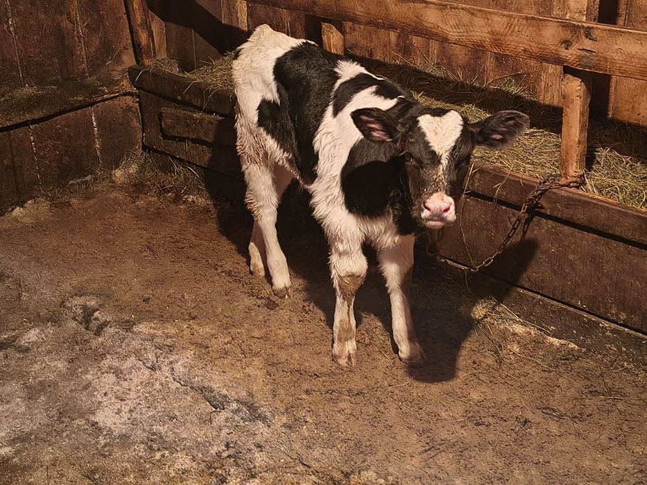Vind tăuraș bălțat pe negru de două săptămâni