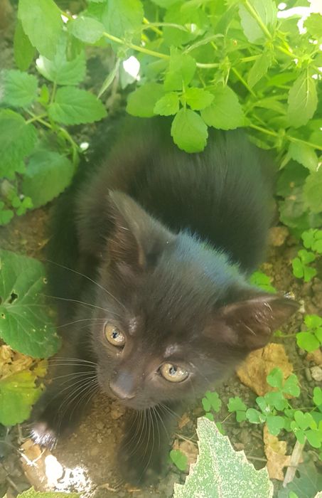 ADOPTIE pui de pisica URGENT