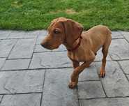Pui femelă Vizsla Maghiara 12 săptămâni