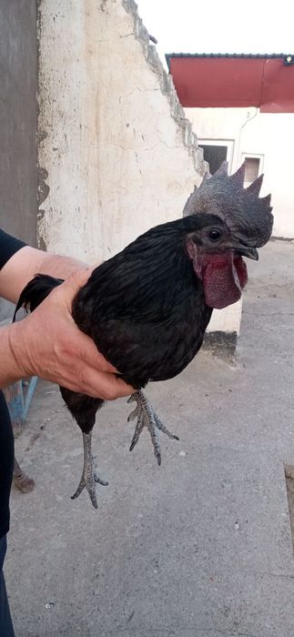 Ухейилюй парода  питух