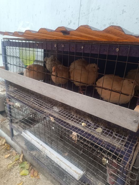 Перепёлки,Иранские