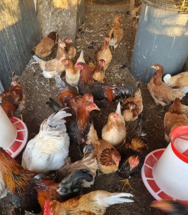 Cocoși și găini cu ouă verzi