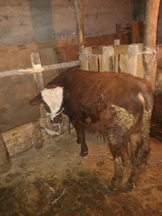 Продам домашнего бычка