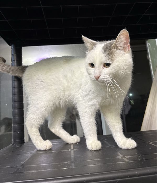 Добрый мальчик ищет самый лучший дом