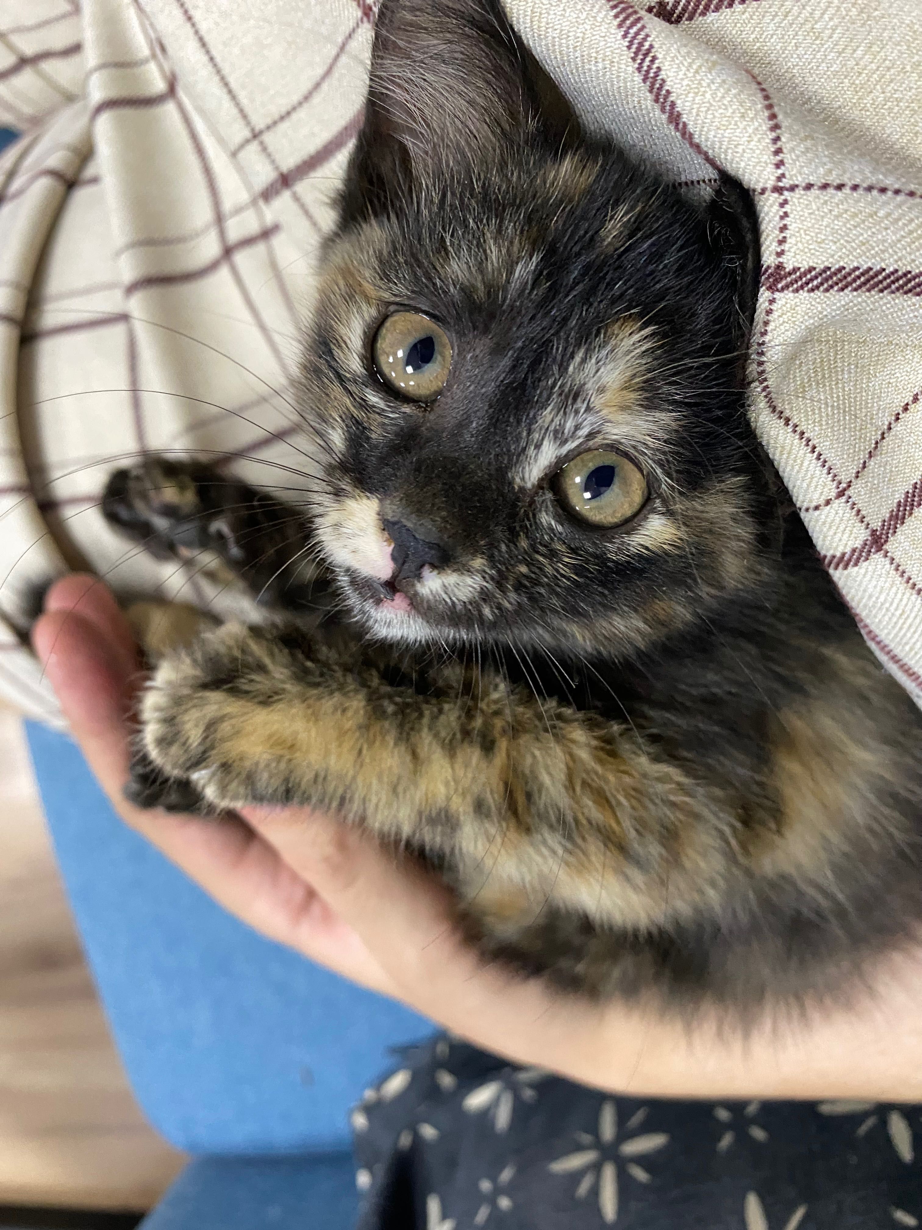 Котёнок в добрые руки
