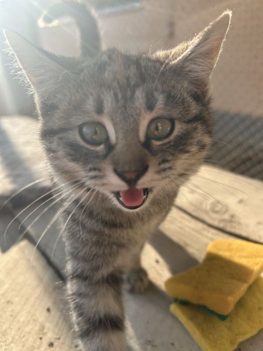 Отдам котят, хорошие охотники